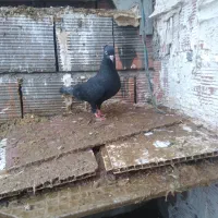 کفتر تکپر|پرنده|گرگان, |دیوار