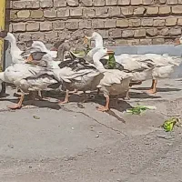 غاز ۱۴ عدد اهواز