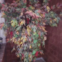 درخت مصنوعی با خوشه های انگور
