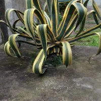 گل بزرگ و بسیار زیبا|گل و گیاه طبیعی|بندر انزلی, چهارفریضه|دیوار