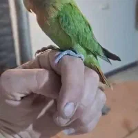 گمشده طوطی برزیلی. حوالی قلمستان.چهار راه مصباح