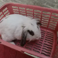 خرگوش لپ هلندی