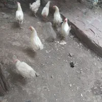 مرغ زنده وگوسفندخونی