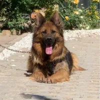 سگ ژرمن ماده شولاین نگهبان