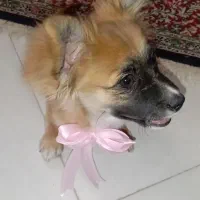 سگ پامر اشپیتز ۵ ت