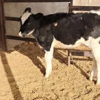 گوساله|حیوانات مزرعه|تربت جام, بسیجیان|دیوار