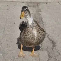 اردک جوان زیبا و سالم