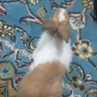 خرگوش