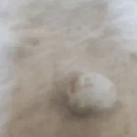 سنگ‌قیمتی