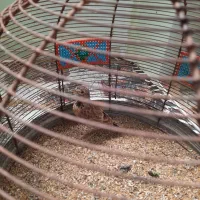 فروش|پرنده|خورموج, |دیوار