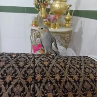 عروس هلندی کاملا اهلی