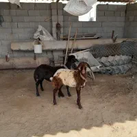 گوسفند توقلی