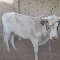 گاو نر (نوچ )و گستر (گوساله ماده)بفروش میرسد|حیوانات مزرعه|کرباسک, |دیوار