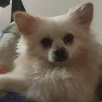 سگ دزدیده شده