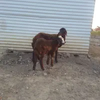 دوتا بره افشاری خوردخوراک به شرط قیمت جفت ۱۱۵۰۰