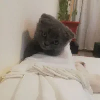 بچه گربه همالین|گربه|پردیس, فاز ۹|دیوار