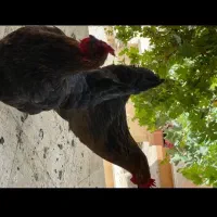 دوعدد مرغ قلم سبز تخم گذار