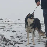 فروش سگ هاسکی