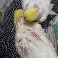 عروس هلندی نژاد لوتینو|پرنده|سورک, |دیوار