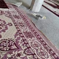 عروس هلندی سخنگو