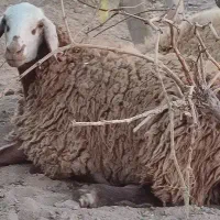 گوسفند ماده