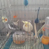 یک جفت عروس هلندی دستی سخن گو آرام