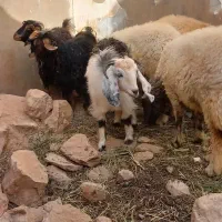 بره و بزغاله