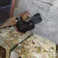 کفتر زاغ اصل آبادان