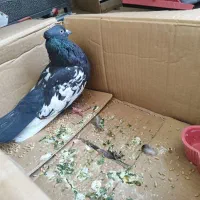 سینا سیاه نر.کبوتر .کفتر
