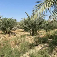 فروش انواع پاچوش نخل