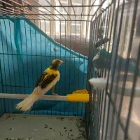 پرنده قناری مست