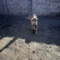 سگ مالینویز|سگ|خوسف, |دیوار