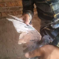 کفتر ساده