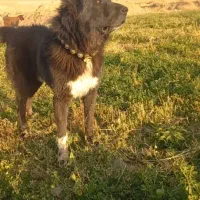 واگذاری سگ گله