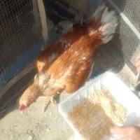 مرغ و خروس و جوجه فروشی