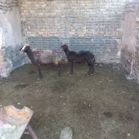 میش بره دار