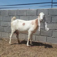 بز خارجی