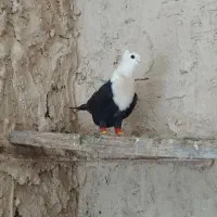 کربلایی کله سفید ودم سفید خال کاکول افشون کرمونی
