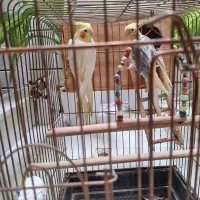 عروسی هلندی|پرنده|پیشوا, |دیوار