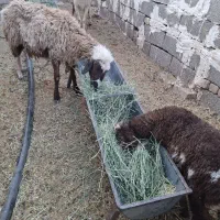 میش و بره ارزان