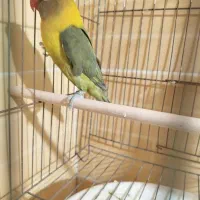 کوتوله|پرنده|زاهدان, |دیوار