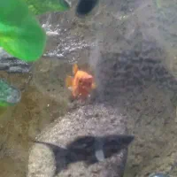 ماهی|ماهی|یزد, |دیوار