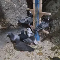 پلاکی