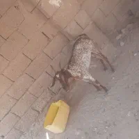 بزه ۳ کهره