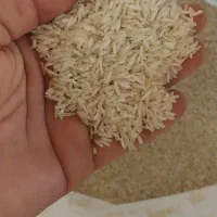 برنج طارم و ضیغمی شیروان|خوردنی و آشامیدنی|کارزان, |دیوار