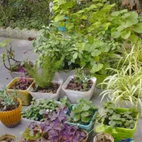 27گلدان گل طبیعی|گل و گیاه طبیعی|خشکبیجار, |دیوار