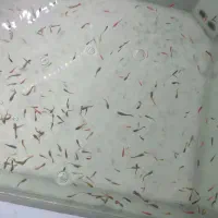 گوپی . زبرا باله بلند و کوی چرم|ماهی|زاهدان, |دیوار