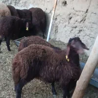 بره نر ۵ماه