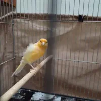 قناری نر|پرنده|رشت, شالکو|دیوار