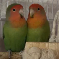 طوطی برزیلی فول رام|پرنده|بابلسر, |دیوار